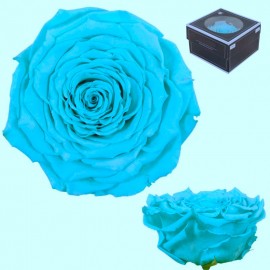 Rosa XXL Azul Electrico (1 ud)