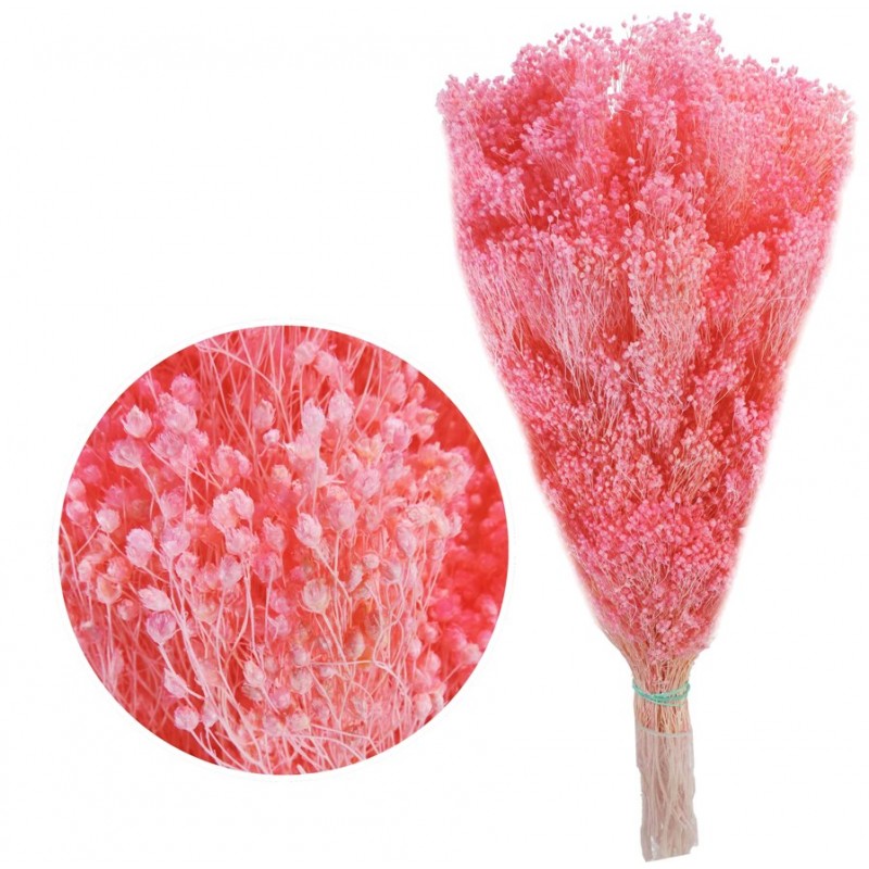 Brooms Rosa Fuerte Pres. 100 grs